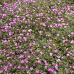 <em>Geranium x oxonianum</em> 'Orkney Cherry' 09/10/2016