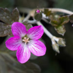 <em>Geranium x oxonianum</em> 'Orkney Cherry' 16/05/2016