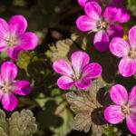 <em>Geranium x oxonianum</em> 'Orkney Cherry' 26/04/2020