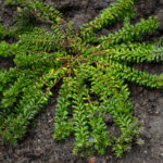 <em>Grevillea lanigera</em> Tamboritha 16/05/2026