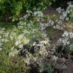 <em>Gypsophila paniculata</em>  FESTIVAL ‘White Flare’ 24/06/2026