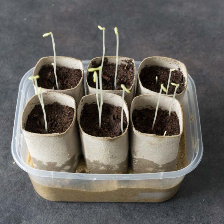 Sowing sweet peas (continued) Papi Joe's Garden