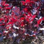 <em>Heuchera</em> 'Black Beauty' 22/04/2017