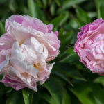 <em>Paeonia lactiflora</em> 'Catharina Fontijn' 19/05/2017