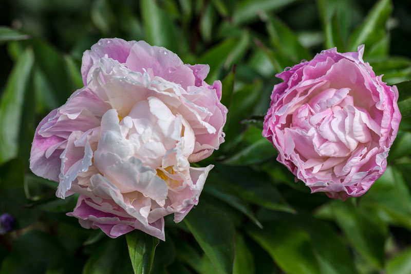 Première année de floraison