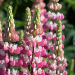 <em>Lupinus x Russellii</em> 'La Châtelaine' 19/05/2017