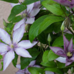 <em>Clematis</em> Samaritan Jo 17/09/2017