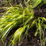 <em>Hakonechloa macra</em> 'Aureola' 24/03/2017