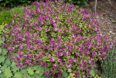pleine floraison mi juin 2026