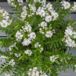 <em>Hebe microphylla</em> 01/05/2025