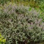 <em>Hebe pimeleoides</em> 'Quicksilver' 03/07/2021