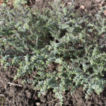 <em>Hebe pimeleoides</em> 'Quicksilver' 24/03/2017