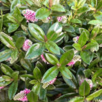 <em>Hebe x addenda</em> Linda 14/10/2026