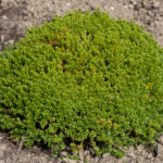 <em>Hebe</em> ‘Green Globe’ 28/03/2023