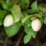 <em>Helleborus niger</em> 03/12/2015