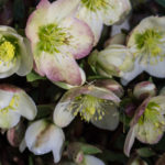 <em>Helleborus niger</em>