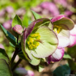 <em>Helleborus x</em> Frostkiss® Glenda's Gloss® 01/03/2021