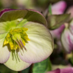 <em>Helleborus x</em> Frostkiss® Glenda's Gloss® 01/03/2021