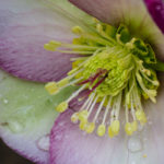 <em>Helleborus x</em> Frostkiss® Glenda's Gloss® 07/02/2022