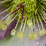 <em>Helleborus x</em> Frostkiss® Glenda's Gloss® 07/02/2022