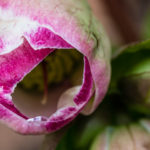 <em>Helleborus x</em> Frostkiss® Glenda's Gloss® 07/02/2022