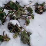 <em>Helleborus x</em> Frostkiss® Glenda's Gloss® 13/02/2021