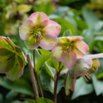 <em>Helleborus x</em> Frostkiss® Glenda's Gloss® 16/05/2019