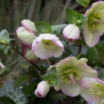 <em>Helleborus x</em> Frostkiss® Glenda's Gloss® 20/01/2019