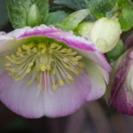 <em>Helleborus x</em> Frostkiss® Glenda's Gloss® 20/01/2019