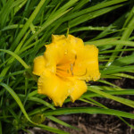 <em>Hemerocallis</em> 'Stella de Oro' 05/07/2015