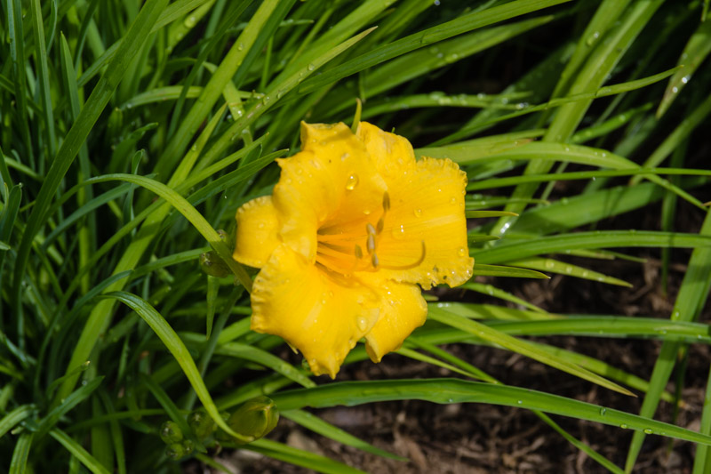 Hemerocallis 'Stella de Oro' 05/07/2015