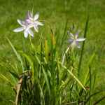 <em>Hesperantha coccinea</em> 01/06/2019