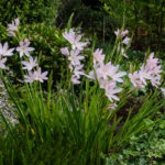 <em>Hesperantha coccinea</em> 03/09/2021