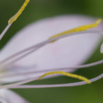 <em>Hesperantha coccinea</em> 04/09/2021