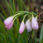 <em>Hesperantha coccinea</em> 06/01/2021