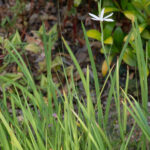 <em>Hesperantha coccinea</em> 14/08/2026
