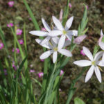 <em>Hesperantha coccinea</em> 15/08/2020