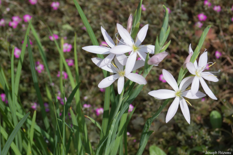 Premère floraison en pleine terre, été 2020