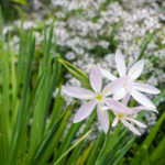 Flowering in the open ground, August 2021