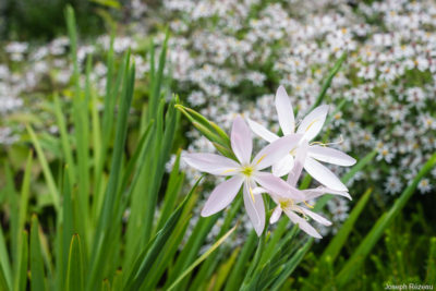 Flowering in the open ground, August 2021