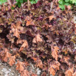 <em>Heuchera</em> 'Black Beauty' 18/08/2022