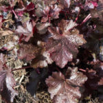 <em>Heuchera</em> 'Black Beauty' 24/03/2017