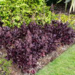 <em>Heuchera</em> 'Black Beauty' 24/05/2022