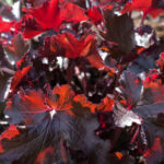 <em>Heuchera</em> 'Black Beauty' 28/03/2017