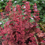 <em>Heuchera</em> 'Cherry Cola' 04/06/2021