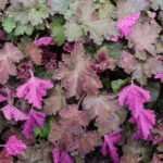 <em>Heuchera</em> 'Chocolate Ruffles' 01/05/2015