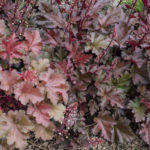 <em>Heuchera</em> 'Chocolate Ruffles' 06/05/2020