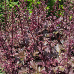 <em>Heuchera</em> 'Chocolate Ruffles' 22/05/2015