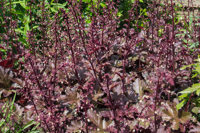 Heuchera 'Chocolate Ruffles' 22/05/2015