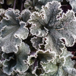 <em>Heuchera</em> 'Chocolate Ruffles' 30/12/2014